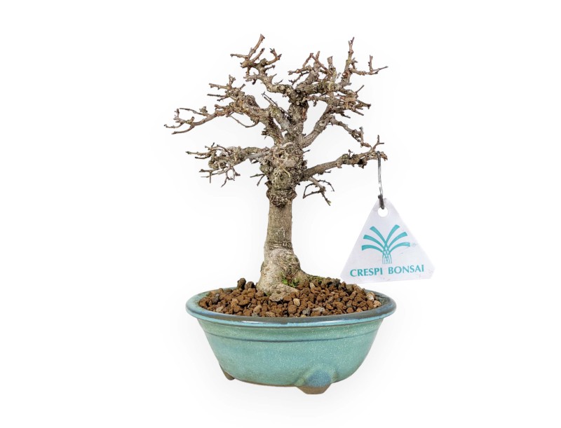 Zelkova Serrata - Ulme - 18 cm