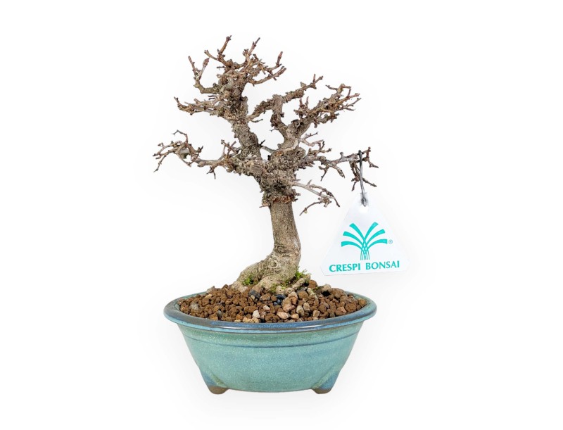 Zelkova Serrata - Elm - 18 cm