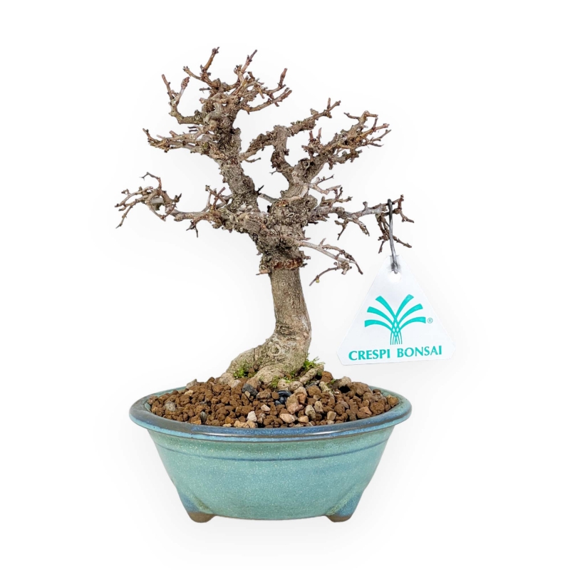 Zelkova Serrata - Olmo - 18 cm