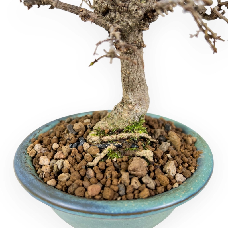 Zelkova Serrata - Olmo - 18 cm