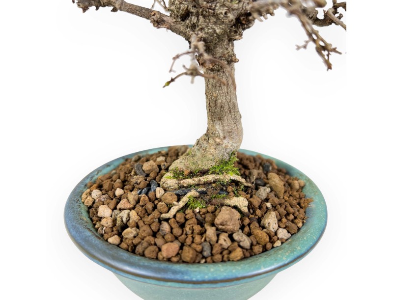 Zelkova Serrata - Ulme - 18 cm