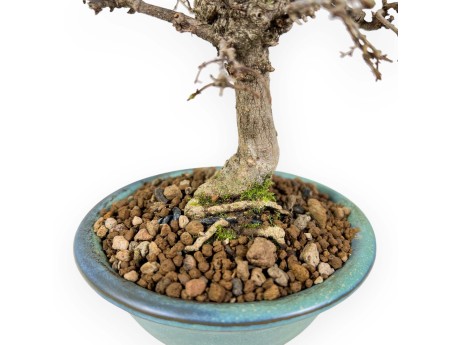 Zelkova Serrata - Olmo - 18 cm