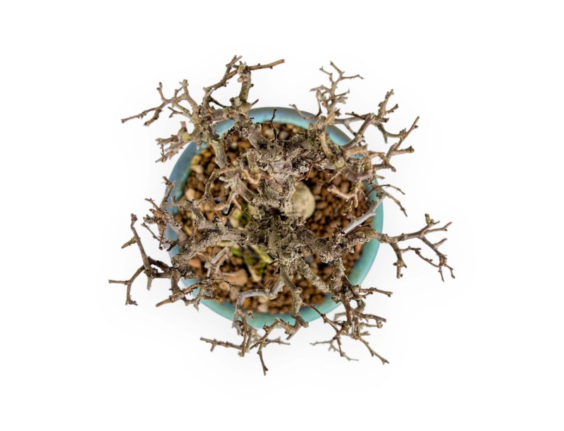 Zelkova Serrata - Iep - 18 cm
