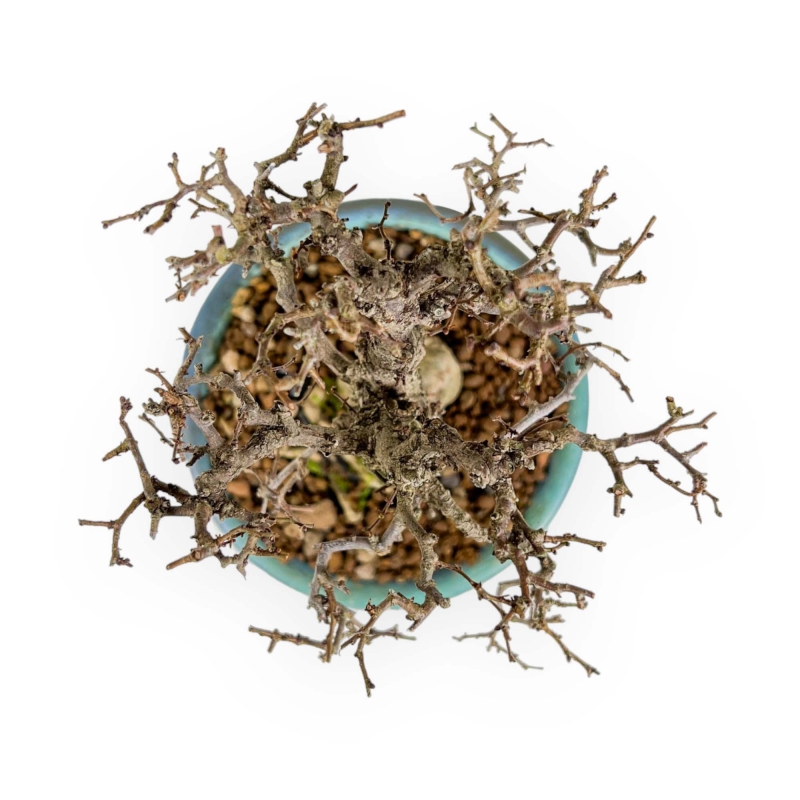 Zelkova Serrata - Olmo - 18 cm