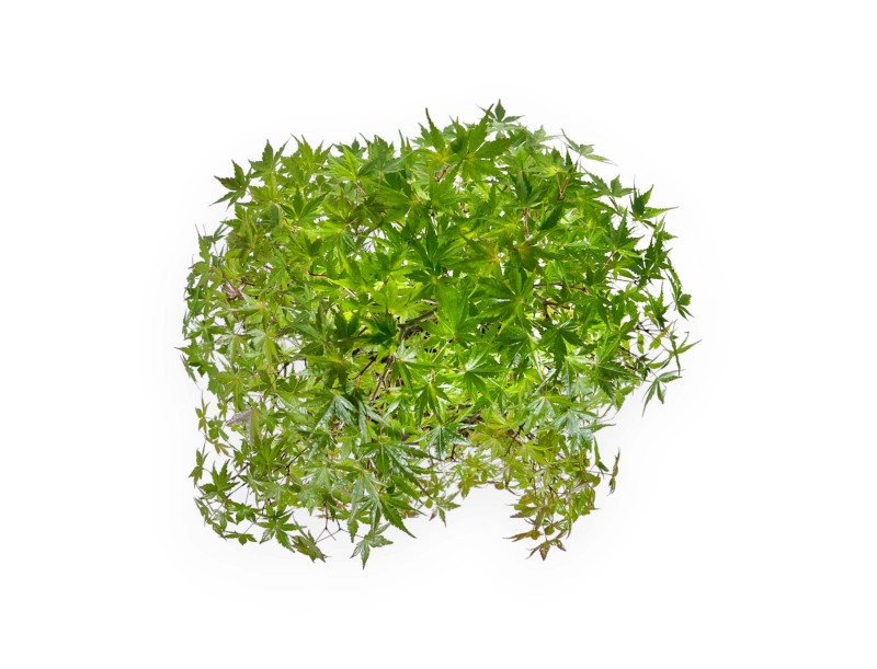 Acer Palmatum Viridis - Érable - 68 cm