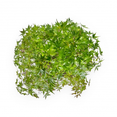 Acer Palmatum Viridis - Érable - 68 cm