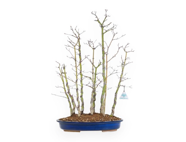 Acer Palmatum Viridis - Ahorn - 68 cm 2