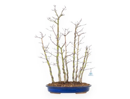 Acer Palmatum Viridis - Acero - 68 cm