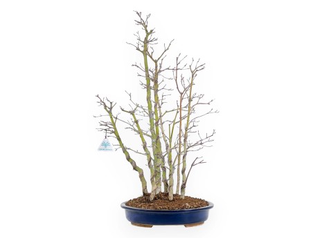 Acer Palmatum Viridis - Acero - 68 cm