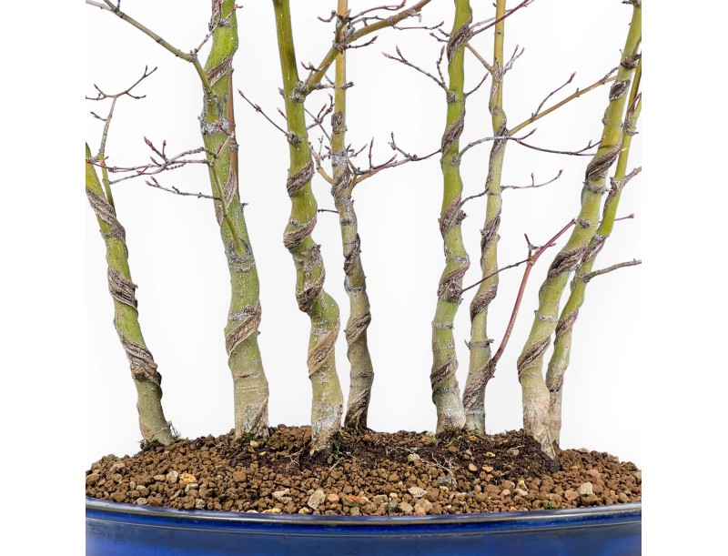 Acer Palmatum Viridis - Érable - 68 cm