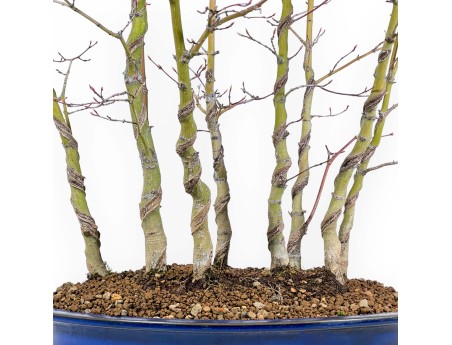 Acer Palmatum Viridis - Maple - 68 cm