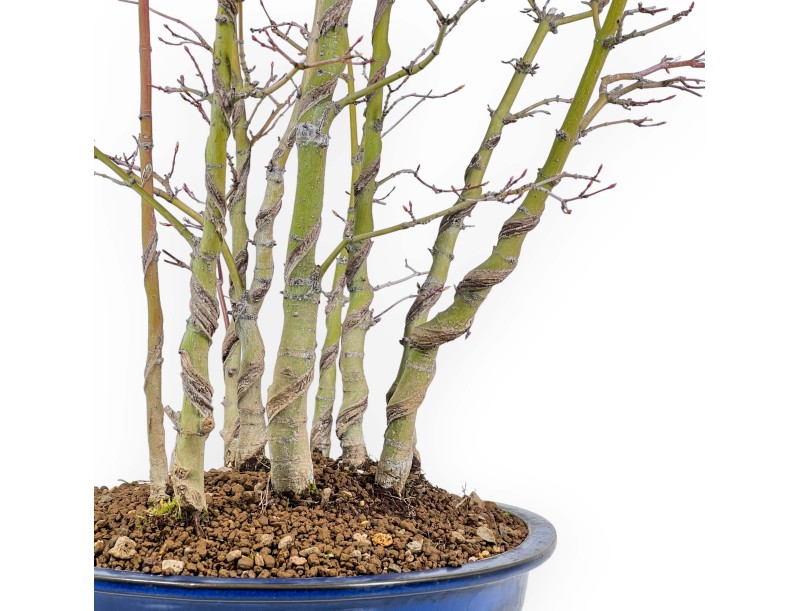 Acer Palmatum Viridis - Maple - 68 cm