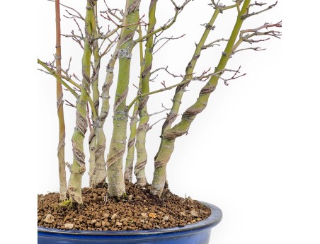 Acer Palmatum Viridis - Acero - 68 cm