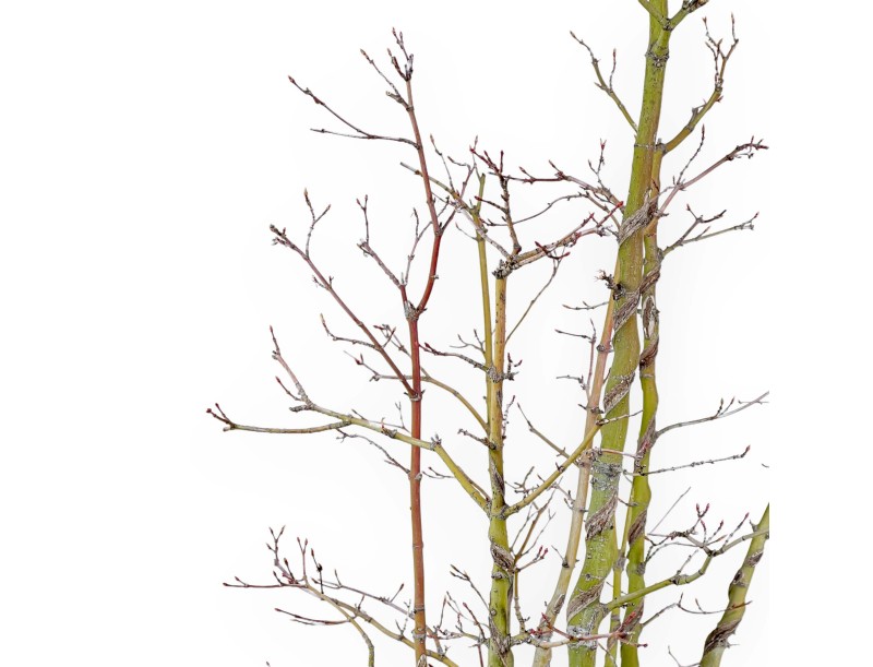 Acer Palmatum Viridis - Acero - 68 cm
