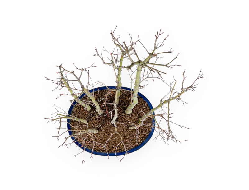 Acer Palmatum Viridis - Maple - 68 cm