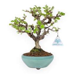 Viburnum Dilatatum - Viorne - 25 cm