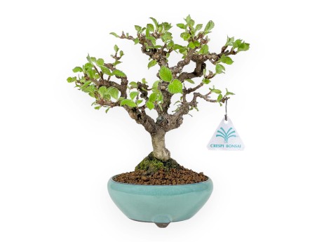 Viburnum Dilatatum - Viburnum - 25 cm