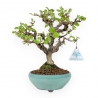 Viburnum Dilatatum - Viburno - 25 cm