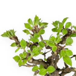 Viburnum Dilatatum - Viburnum - 25 cm