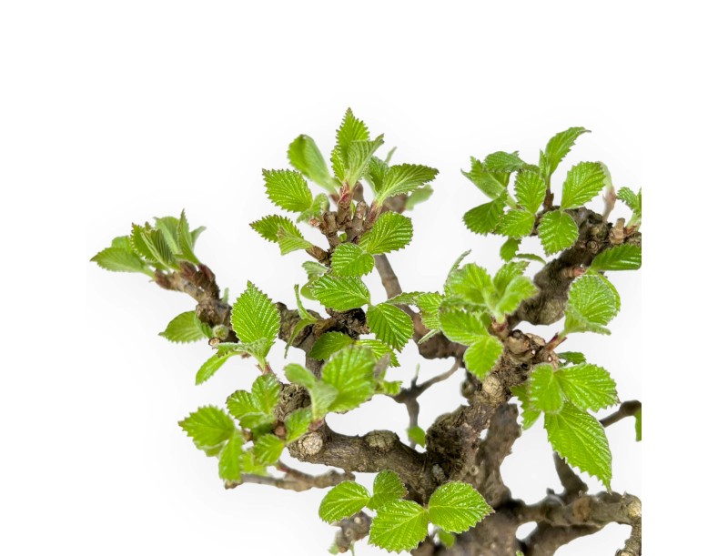 Viburnum Dilatatum - Viburnum - 25 cm