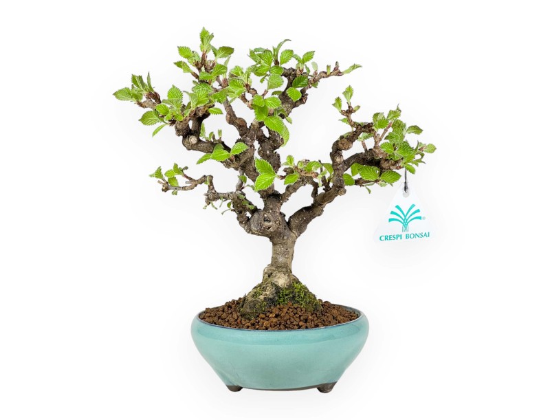 Viburnum Dilatatum - Viburnum - 25 cm