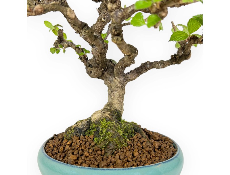 Viburnum Dilatatum - Viburno - 25 cm