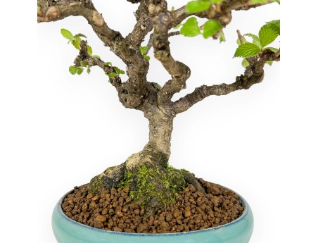 Viburnum Dilatatum - Viburnum - 25 cm