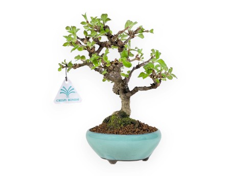 Viburnum Dilatatum - Viburno - 25 cm