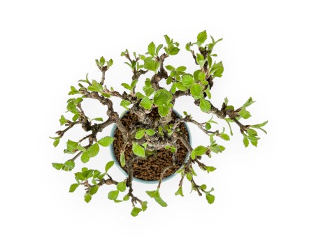 Viburnum Dilatatum - Viburno - 25 cm