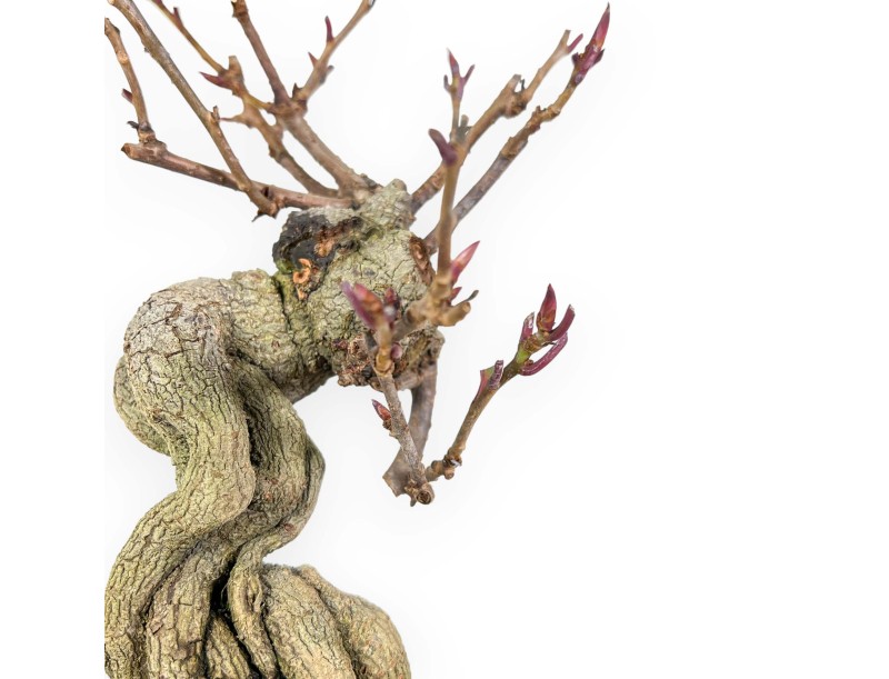 Kadsura Japonica - Kadsura - 25 cm