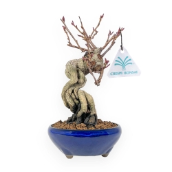 Kadsura Japonica - Kadsura - 25 cm