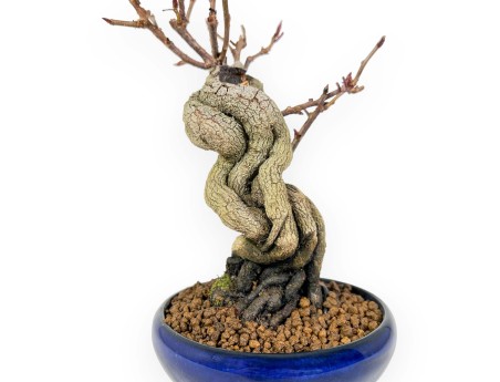 Kadsura Japonica - Kadsura - 25 cm