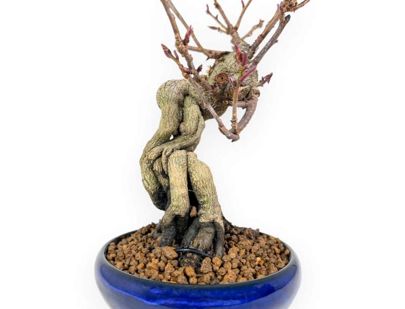 Kadsura Japonica - Kadsura - 25 cm