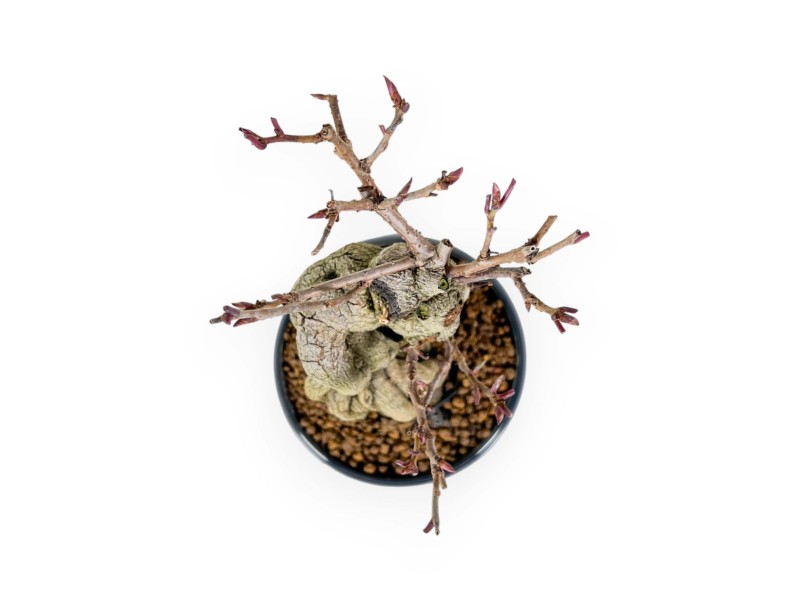 Kadsura Japonica - Kadsura - 25 cm