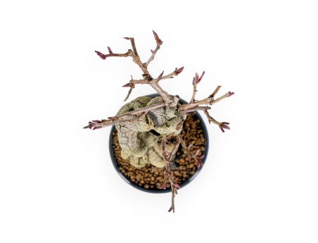 Kadsura Japonica - Kadsura - 25 cm