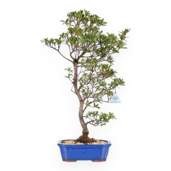 Rhododendron Indicum Hakatajiro - Azalea - 58 cm