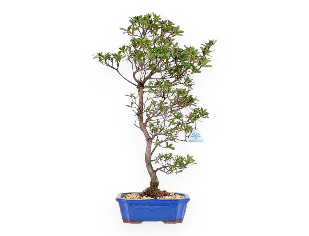 Rhododendron Indicum Hakatajiro - Azalée - 58 cm