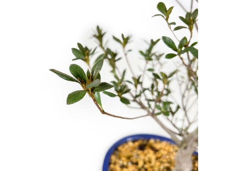 Rhododendron Indicum Hanabin - Azalée - 60 cm