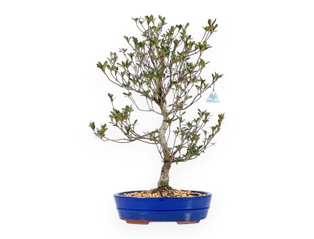 Rhododendron Indicum Hanabin - Azalée - 60 cm