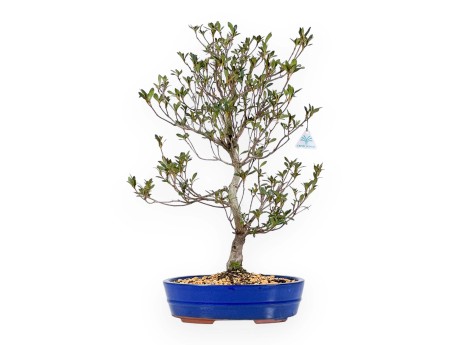 Rhododendron Indicum Hanabin - Azalea - 60 cm