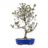 Rhododendron Indicum Hanabin - Azalea - 60 cm