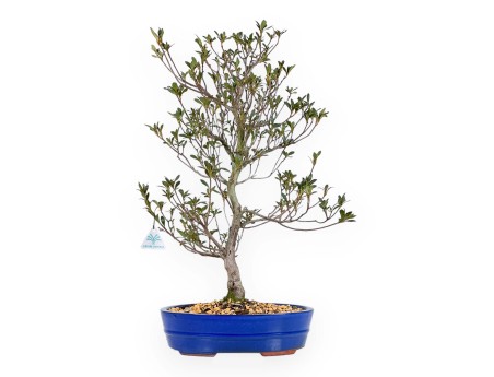 Rhododendron Indicum Hanabin - Azalea - 60 cm