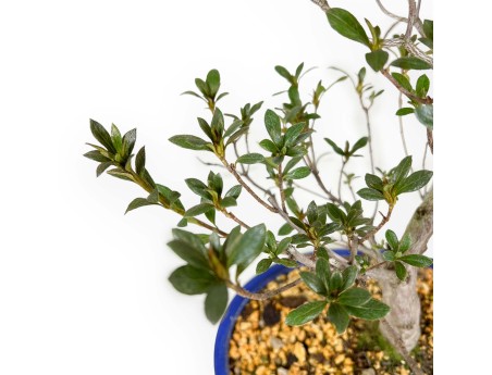 Rhododendron Indicum Hanabin - Azalée - 60 cm