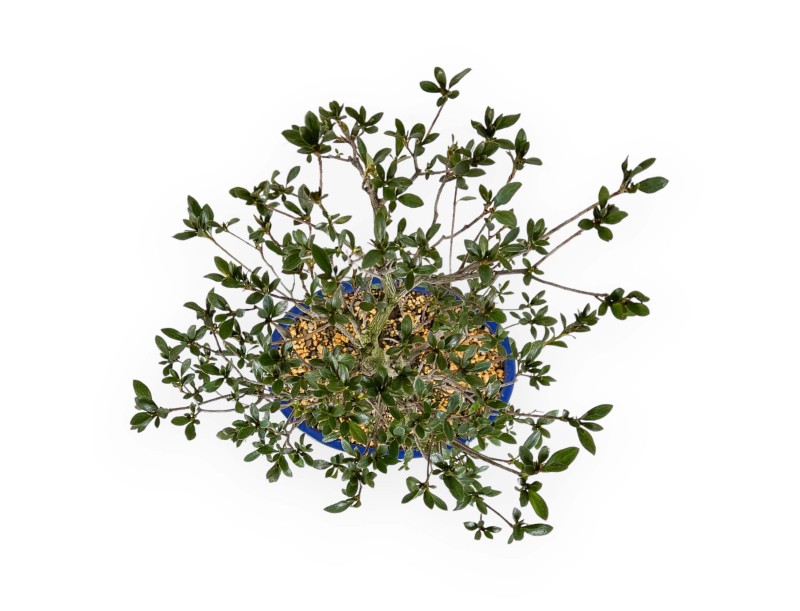 Rhododendron Indicum Hanabin - Azalea - 60 cm