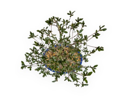 Rhododendron Indicum Hanabin - Azalea - 60 cm