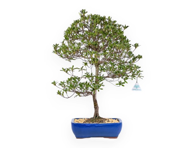 Rhododendron Indicum Shironanbanishiki - Azalée - 62 cm