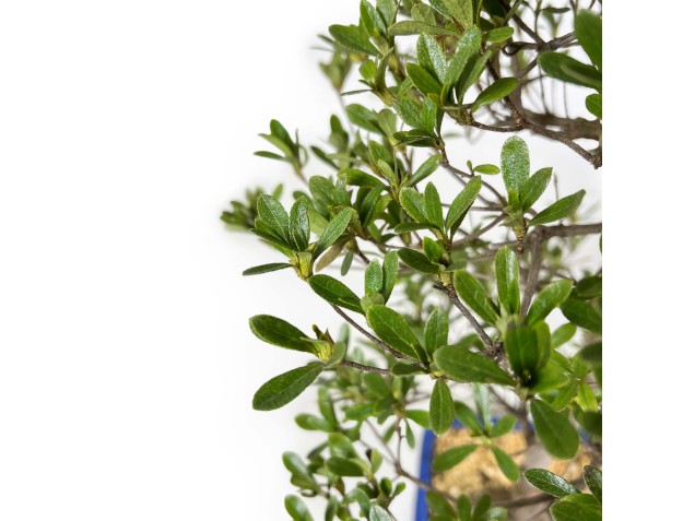 Rhododendron Indicum Shironanbanishiki - Azalée - 62 cm 2