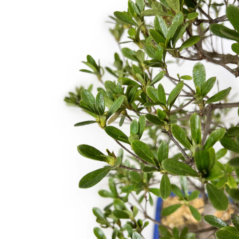 Rhododendron Indicum Shironanbanishiki - Azalea - 62 cm