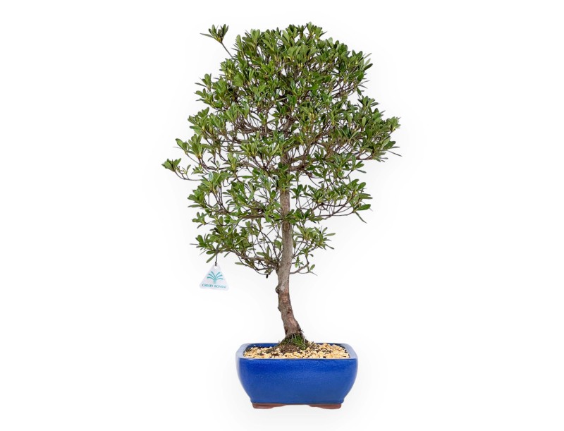 Rhododendron Indicum Shironanbanishiki - Azalée - 62 cm