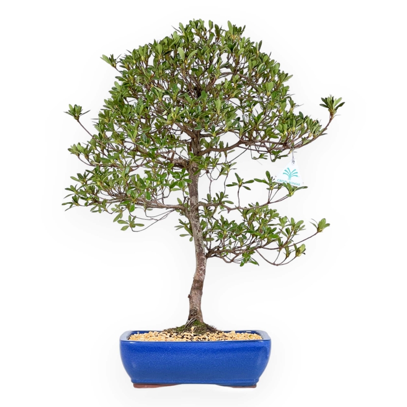 Rhododendron Indicum Shironanbanishiki - Azalea - 62 cm